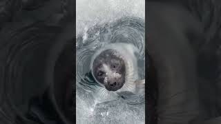 Estos Son Los Sonidos Que Hace Una Foca Cuando Sale Del Agua