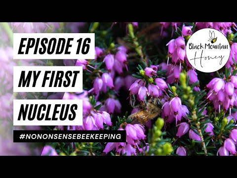 Episode 16 - My First Nucleus - Moving Bees To Heather