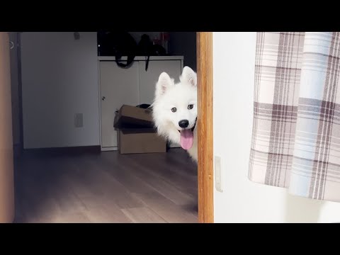 ひとりで眠れない犬が寝室に遊びにきました。【サモエド】