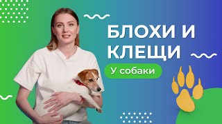 Как защитить собаку от блох и клещей | Сезон защиты от паразитов - 3 серия