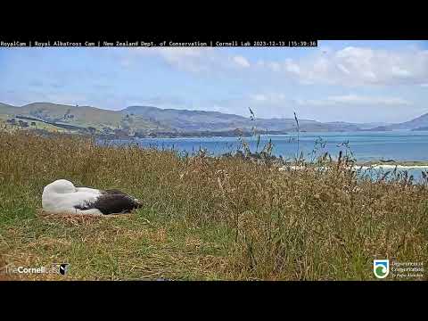 Видео: Альбатрос. Новая Зеландия.  Сезон 2023/24 - The albatross. New Zealand. The 2023/24 season