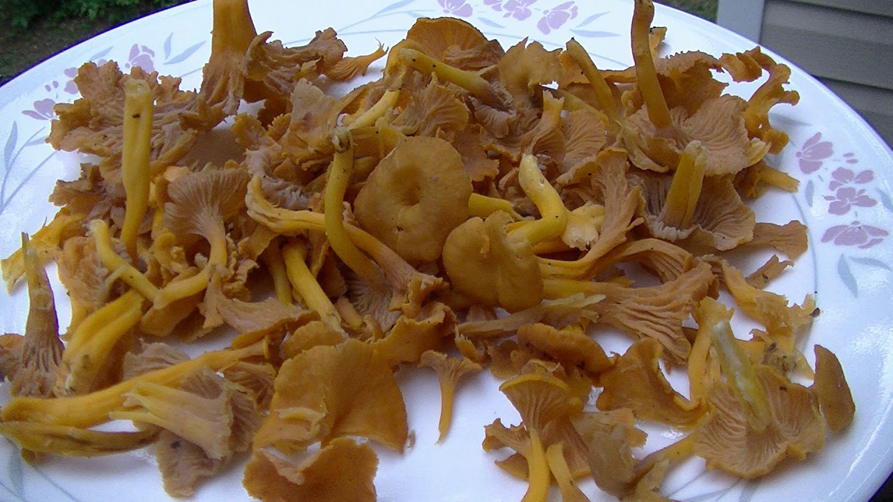 Top 10 winter mushrooms california coastal region YouTube