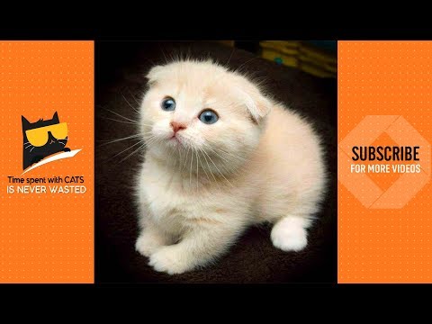 sweet-little-things-😍-|-cute-kitten-videos