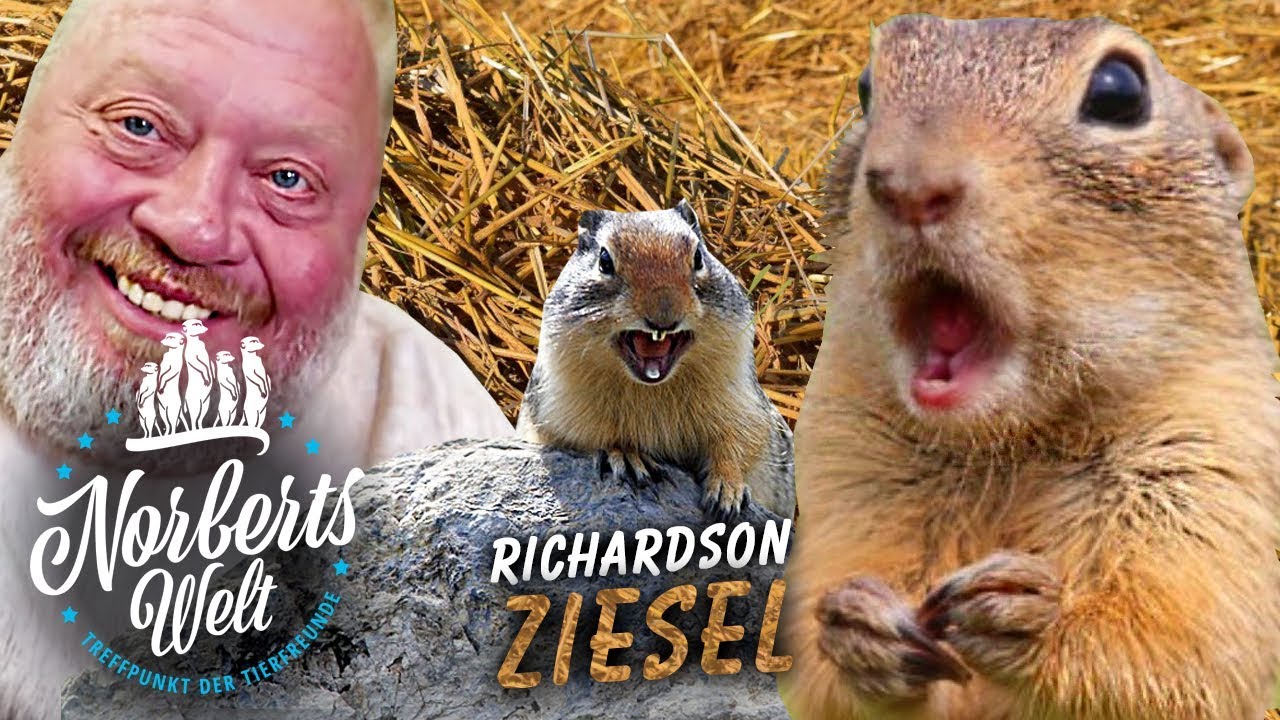 Richardson Ziesel Erdhornchen Als Haustier Norberts Welt Zoo Zajac Youtube