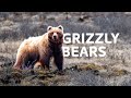 Tracking The Giant Grizzly Bears Through Untouched Regions Of Alaska | Grizzly Bears Documentary