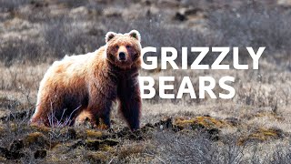 Tracking The Giant Grizzly Bears Through Untouched Regions Of Alaska | Grizzly Bears Documentary