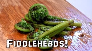Foragaing Fiddleheads from the Lady Fern by The Northwest Forager 12,958 views 8 years ago 6 minutes, 39 seconds