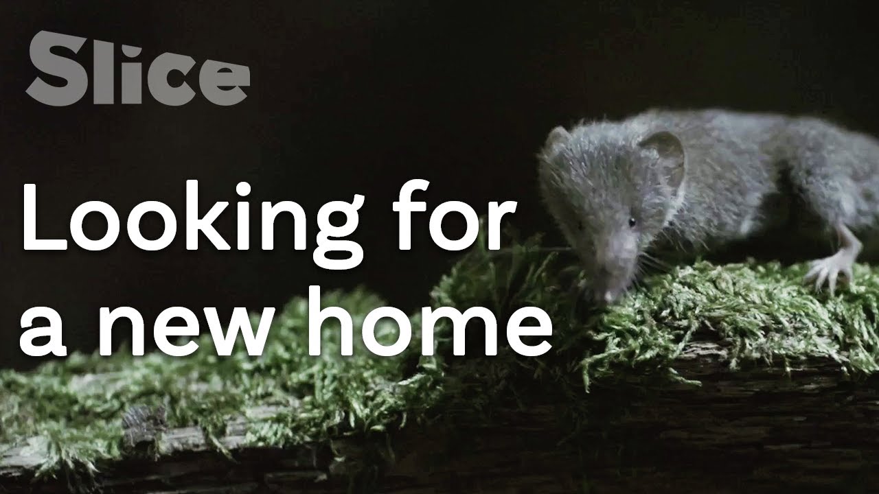 Film backdrop image for Adventure of a shrew (2020)