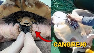 Quitando CANGREJO y Percebes en TORTUGAS MARINAS en CHILE  | Salvando Animales 🐢 Rescate Animal #15