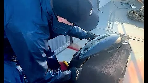 SHINKEI JIME SOUTHERN BLUEFIN TUNA