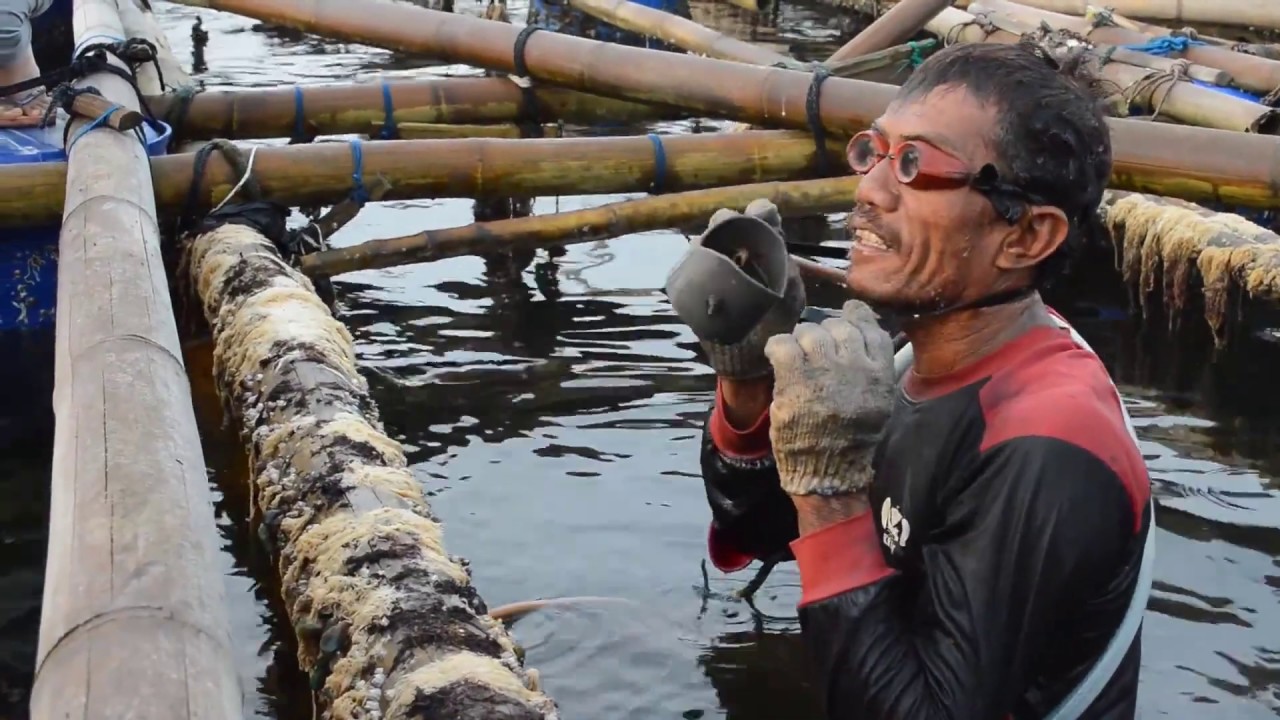 Pencari Permata Hijau - Dokumenter Nelayan Kerang Hijau Muara Angke