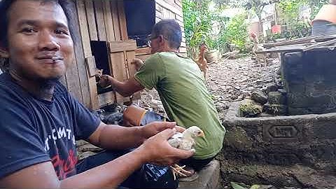 qaib thaib and qaib phab mab farming in cianjur west of java, qaib pama & qaib dib farming