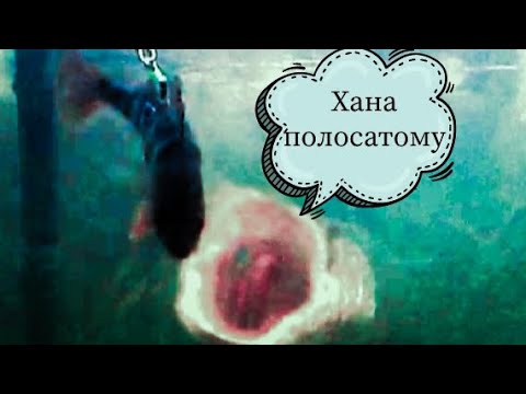 Атака щуки на окуня❗