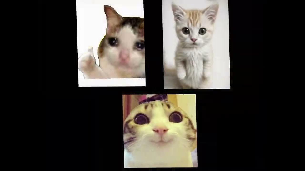 CHIPI CHIPI CHAPA CHAPA Cats memes YouTube