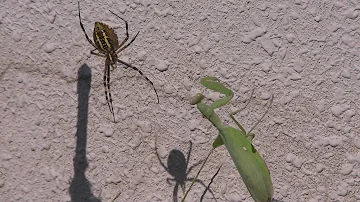 Praying Mantis VS Spider 　かまきりＶＳくも