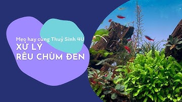 Diệt rêu Chùm Đen đơn giản và hiệu quả sau 3 tiếng