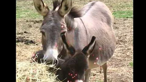 Meet the Donkeys of Shadow Ridge
