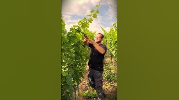 technique for pruning tall grape plants using simple scissors #shorts