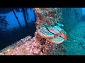 Full dive on the wreck of the sea tiger honolulu 9 may 2024 with aloha scuba diving company