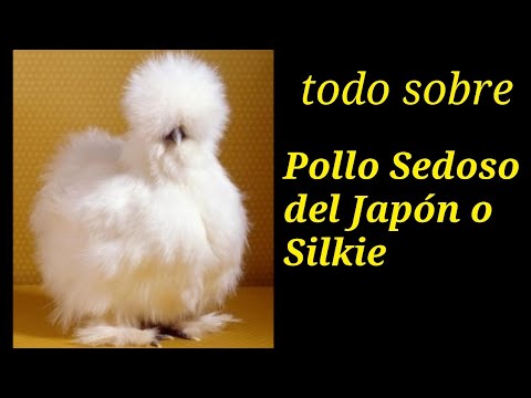 Todo sobre los pollos sedosos del Japón o también llamados Silkie, características y postura. hqdefault