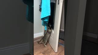 Ms tiger naughty kitten