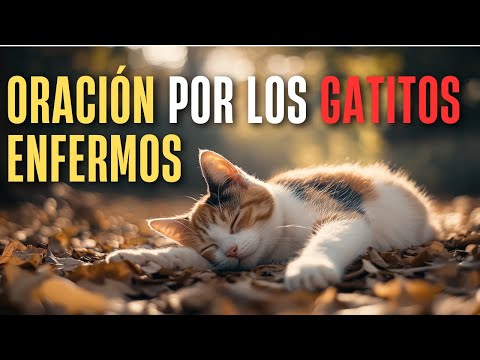 Oración PODEROSA Para PEDIR Por Los GATITOS ENFERMOS