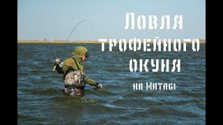 Ловля трофейного окуня на Matagi