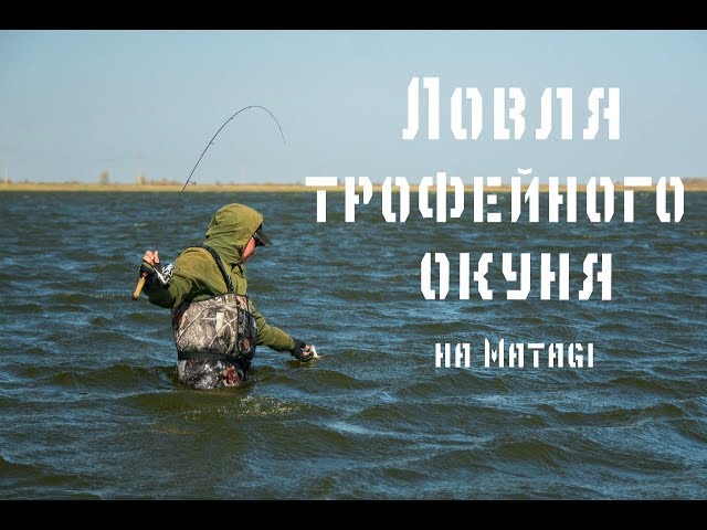 Ловля трофейного окуня на Matagi