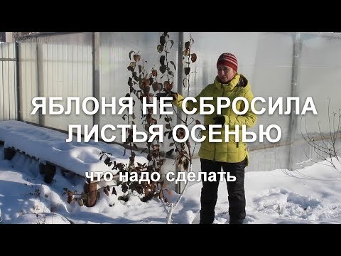 Яблоня не сбросила листья осенью. Что надо сделать делать