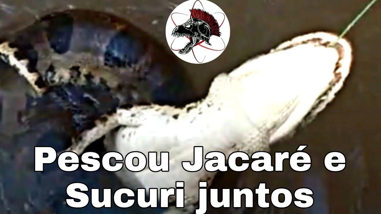 Pescou Jacaré e Sucuri juntos | Biólogo Henrique o Biólogo das Cobras