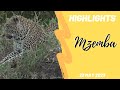 Highlights Mzemba male leopard 23rd May 2023
