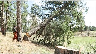 Forest to Field - Cutting down huge pine trees to make way for our fencing!