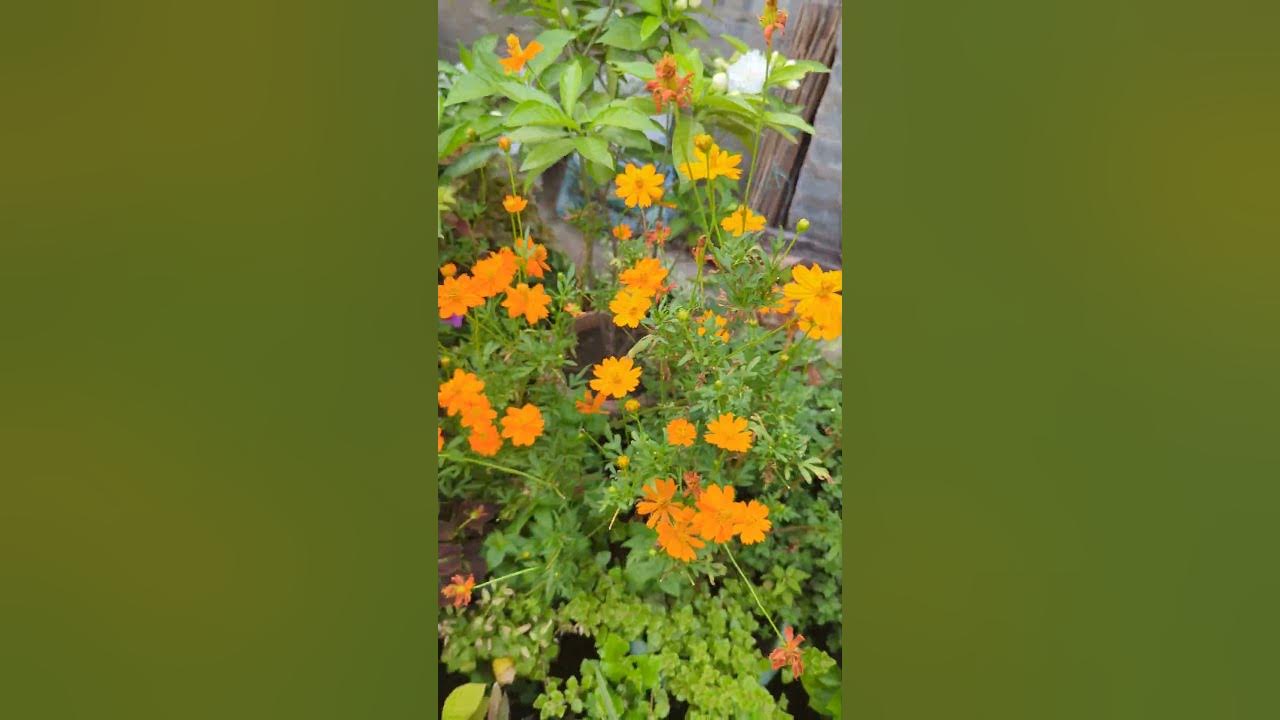 #cosmos #flower #shortsfeed #shorts  #youtubeshorts