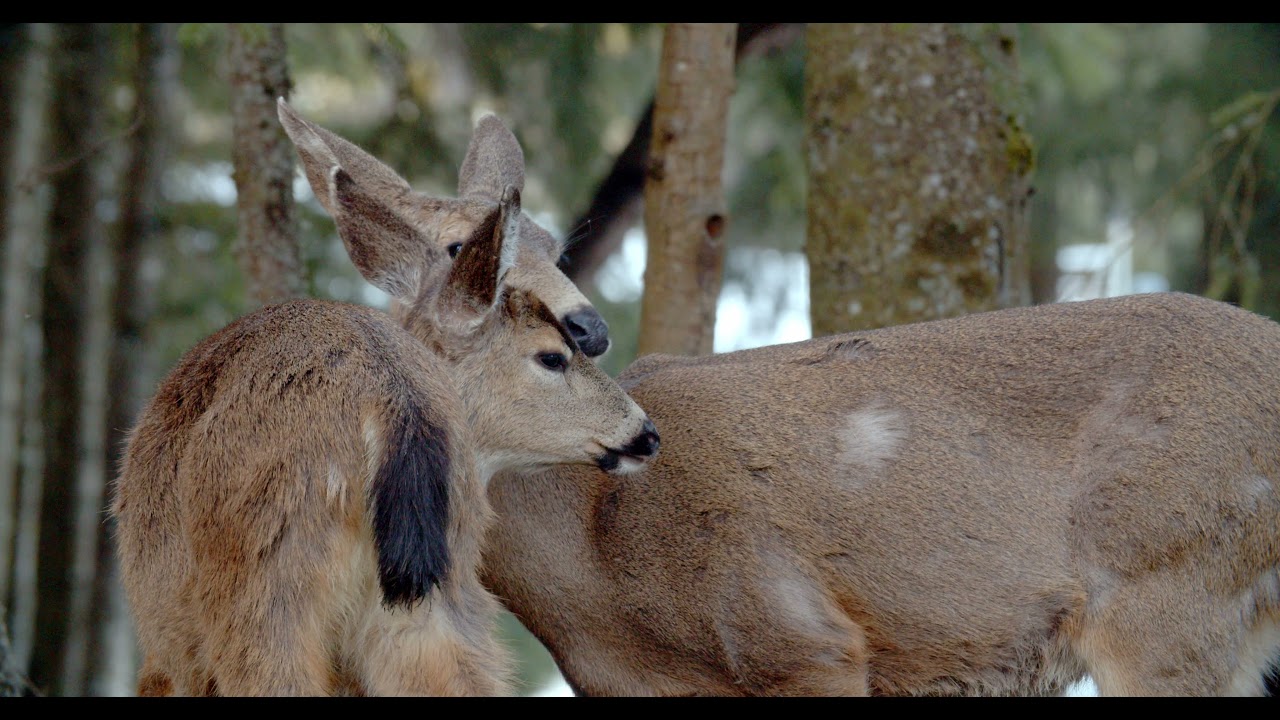 Handheld 100-400mm w/o Stabilization? BMPCC 4k vid
