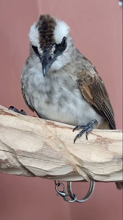 penampakan burung trucukan BETINA RATU PIKAT AMPUH