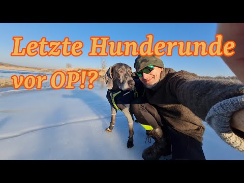 Letzte Hunderunde vor OP
