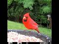 First cardinal close up of the day 6/9/26