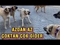 SOKAK KÖPEKLERİ SALDIRDI | KANGALLARI ZOR TUTTUK !