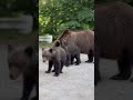 Mama Bear and Her Cute Cub Exploring the World! 🐻🌳 #wildlife
