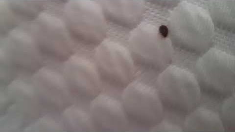 Bed Bugs Are Fast Movers