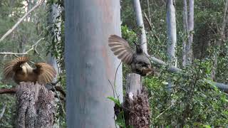 3 immature Victorias Riflebirds