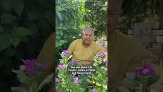 -Givemetrees Explains The Benefits Of Planting Sadabahar