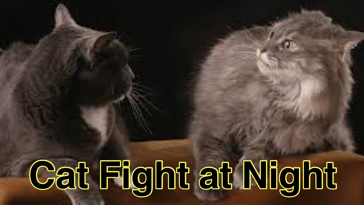 Midnight Cat Drama: Feisty Feline Showdown Under the Stars