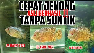 CARA CEPAT LOUHAN JENONG DALAM 5 HARI TANPA SUNTIK PREGNYL