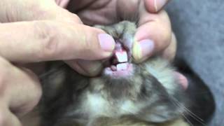 Neutering a rabbit procedures at Toa Payoh Vets