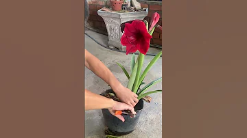 Lilies This Helps To Create Large Bulbs And New Flowers Shorts 