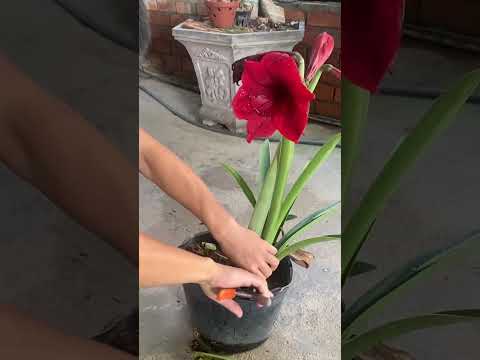 Video: Spring Flower Bulbs - Paghahalaman ng Bulaklak Gamit ang Spring Bulbs