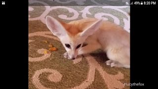 If You Give a Fox a Dorito....
