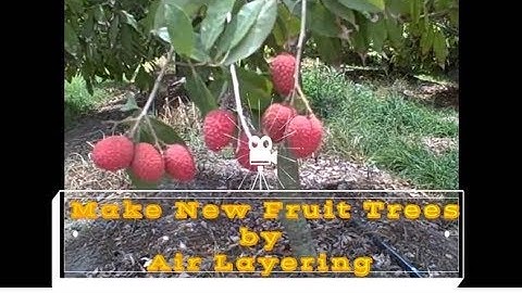 Clone Your Fruit Trees. Air layer Lychee - Litchi Trees fast. A Simple Step by Step Guide.