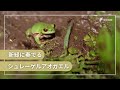 🌳新緑に奏でる シュレーゲルアオガエル